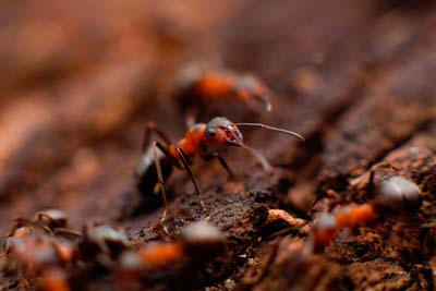 Control de plaga de hormigas