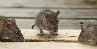 Управление крысами