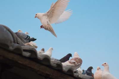 Control y gestión plaga de aves