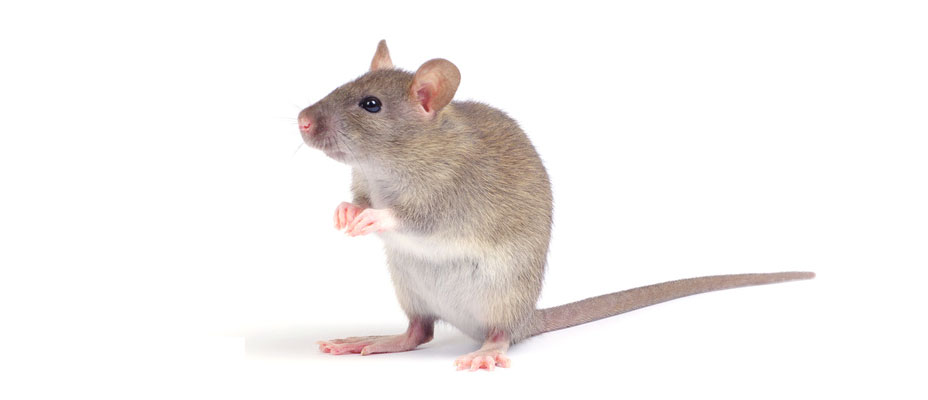 ratón común