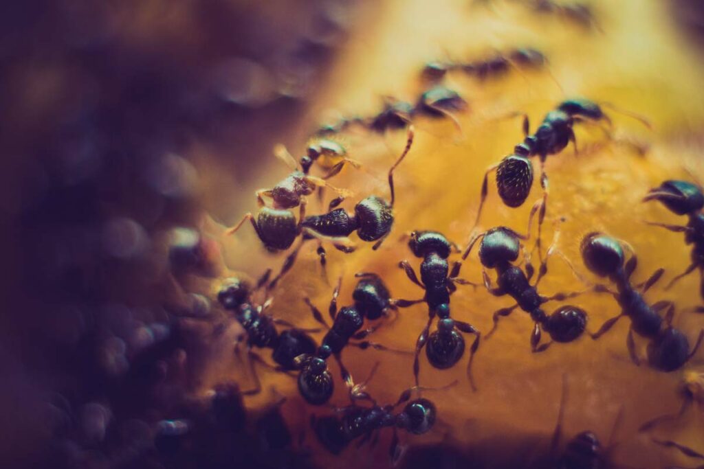 Como evitar hormigas en casa