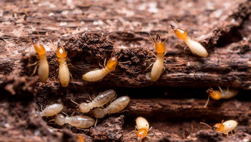 Control de plaga de termitas