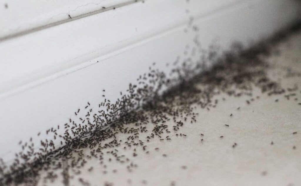 Eliminación de hormigas- Control de plagas