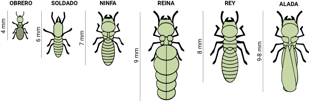 Tipos de termitas