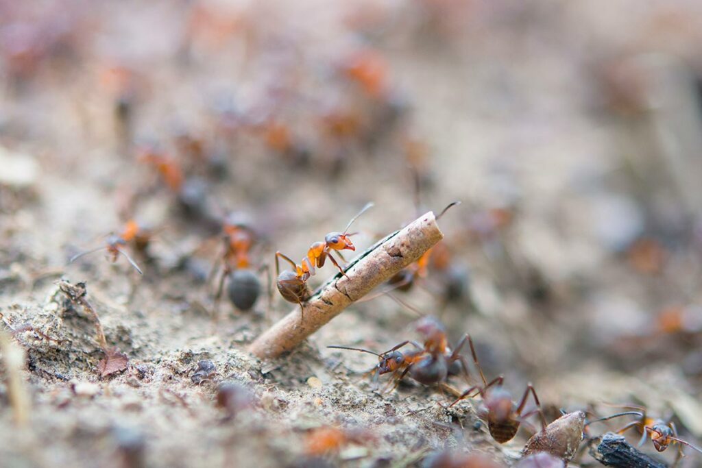 hormigas de pavimento