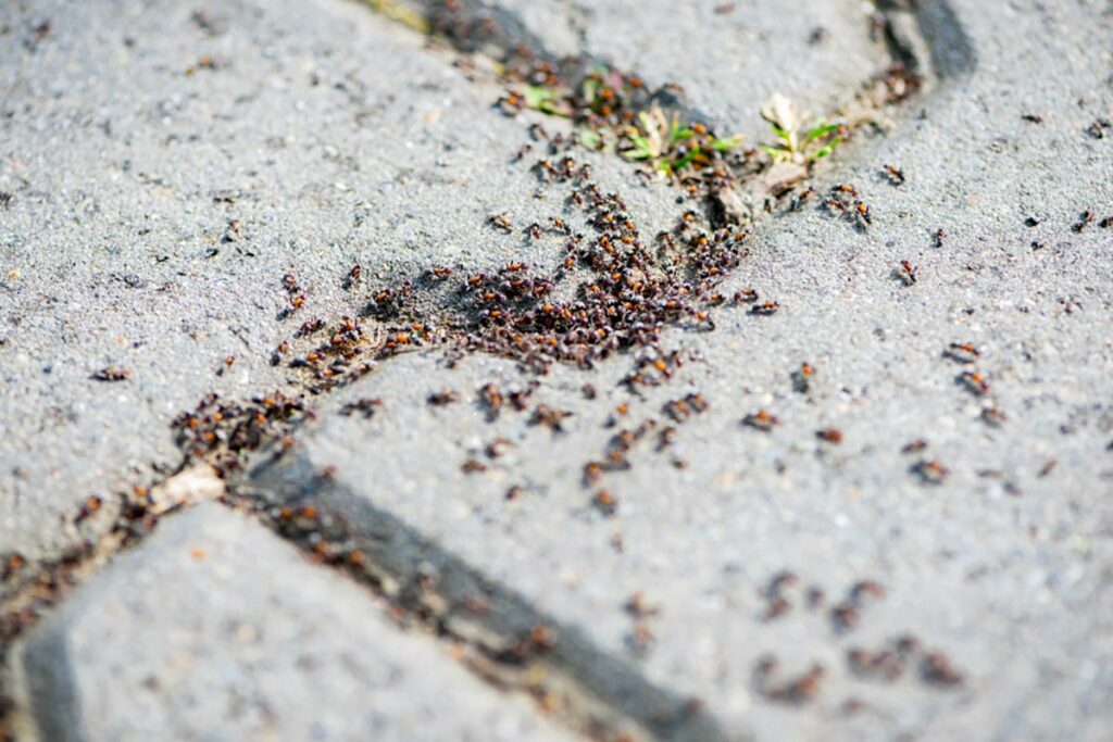 Hormigas de pavimento