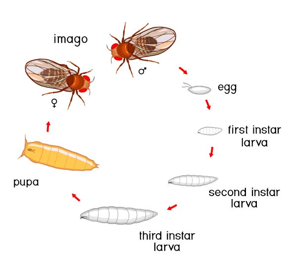 Ciclo de vida de la mosca de la fruta