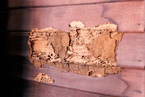 daños causados por las termitas
