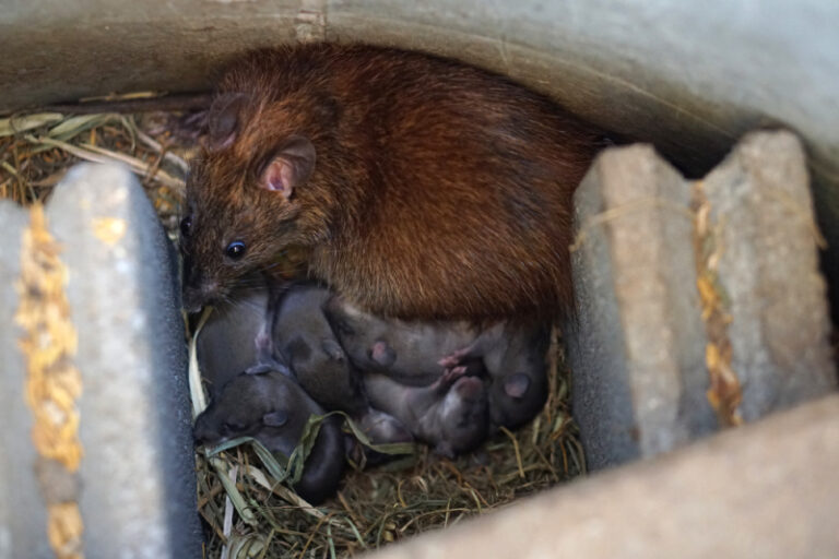 nido a de ratas con sus crías