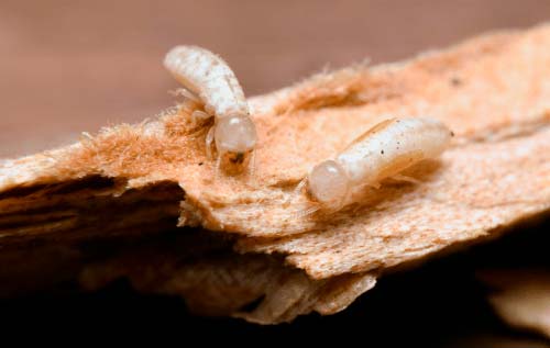 termitas de la madera seca