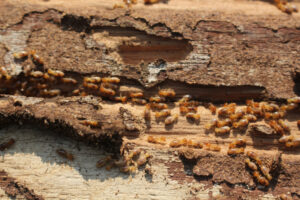 termitas en la madera