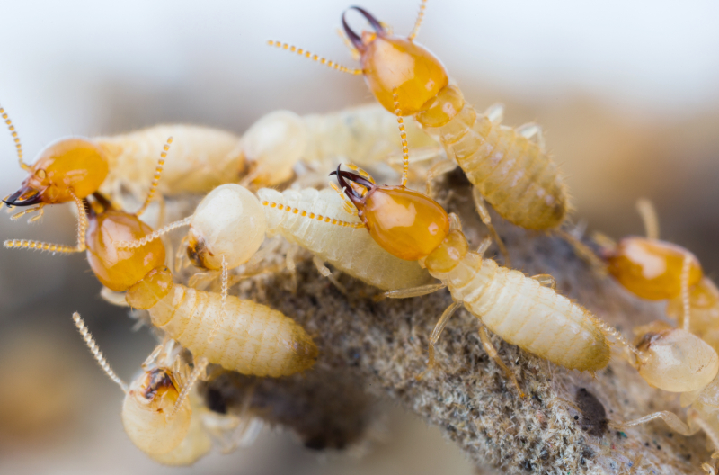 Causas de una plaga de termitas