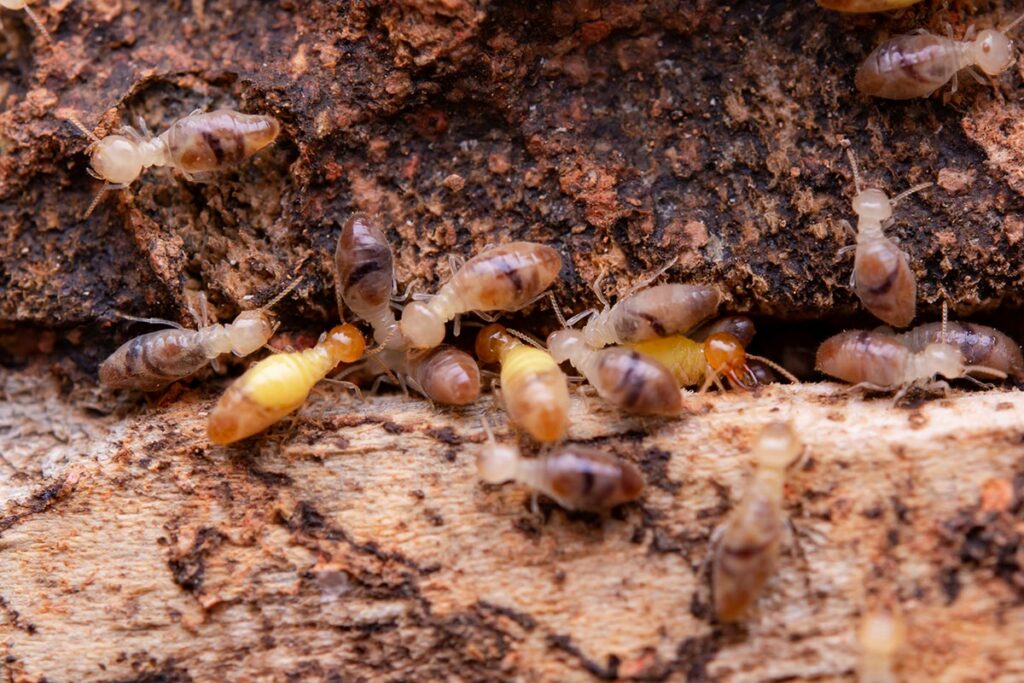Guía práctica para combatir una plaga de termitas