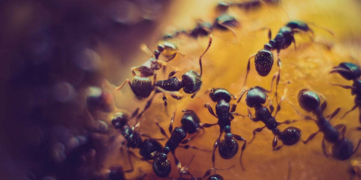 Como evitar hormigas en casa
