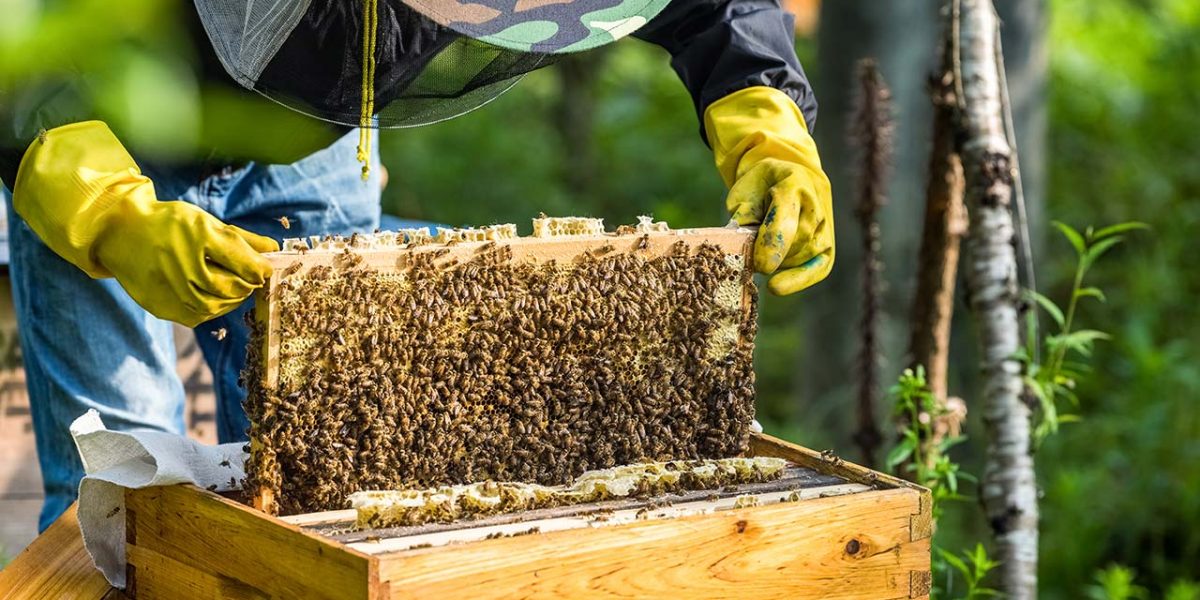 curso-apicultura-2021-Salamanca