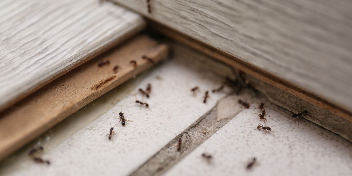 Control de insectos y plagas