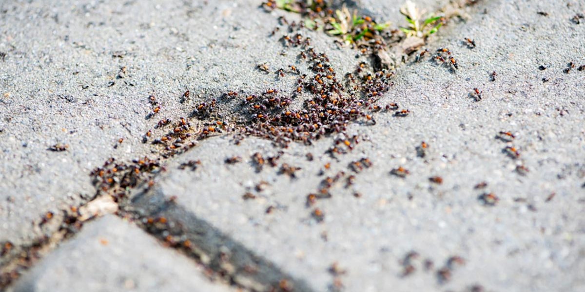 Hormigas de pavimento