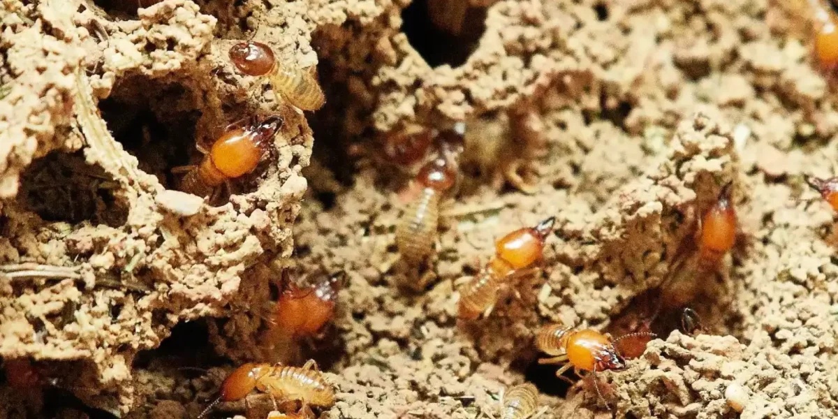 Eliminación de termitas