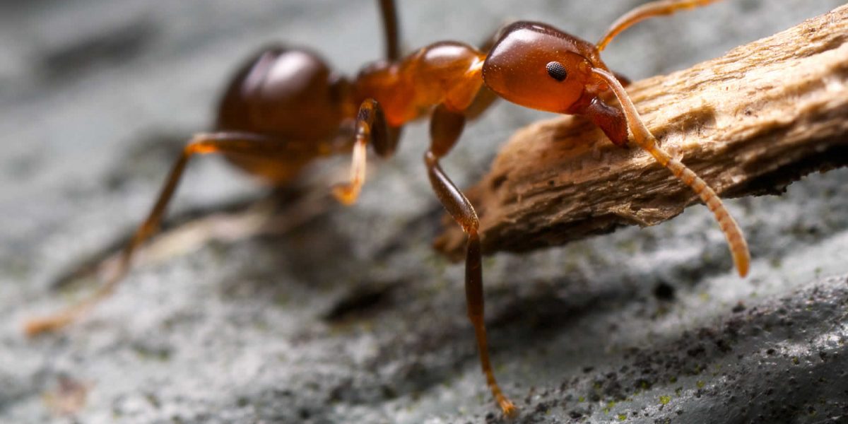 plaga de hormigas en salamanca