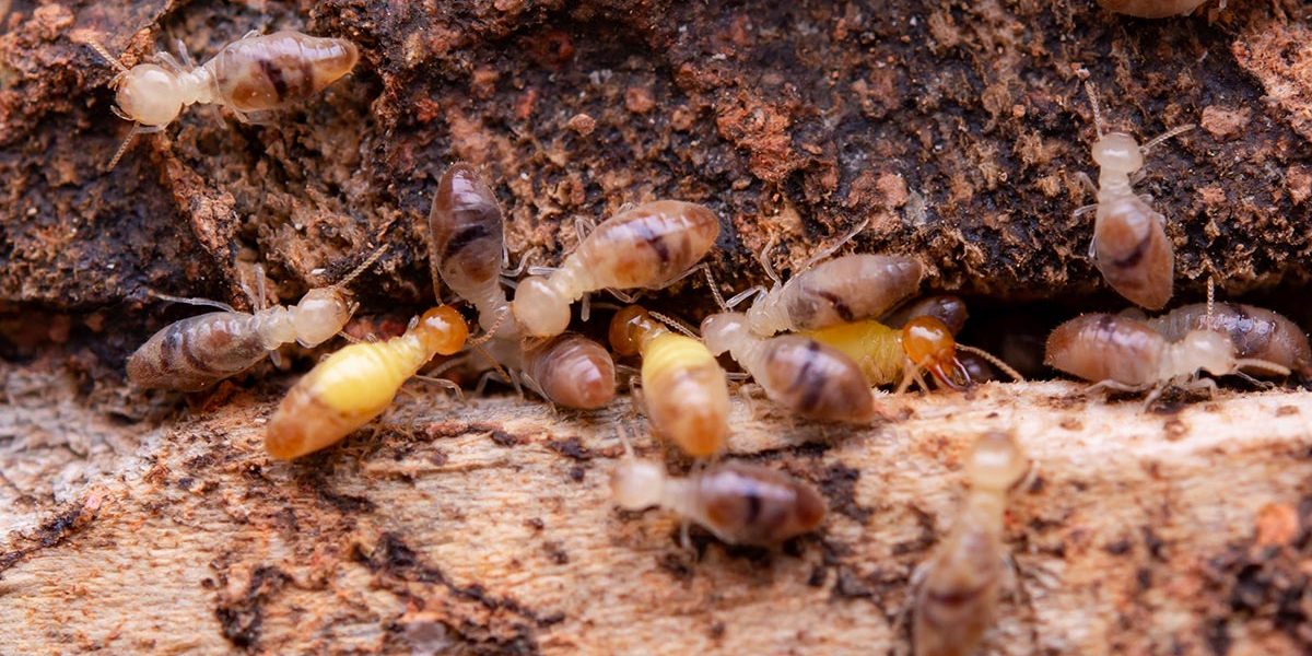 Guía práctica para combatir una plaga de termitas