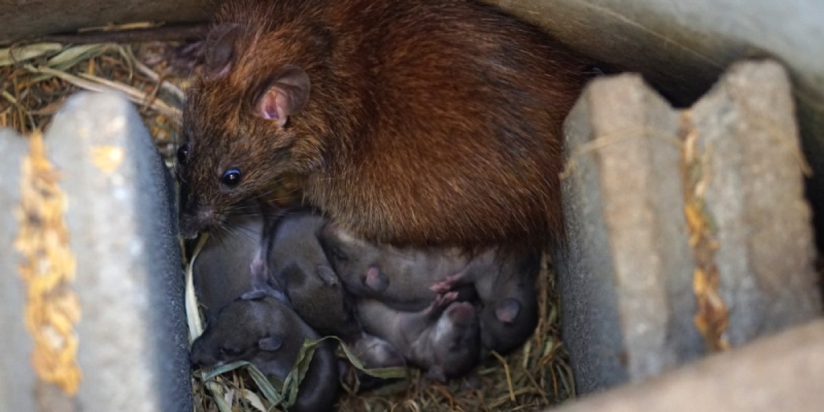 nido a de ratas con sus crías