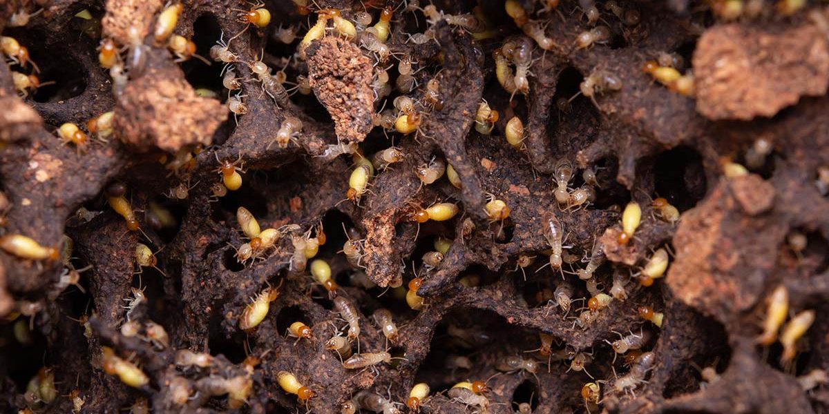 termitas subterráneas vs termitas de la madera seca